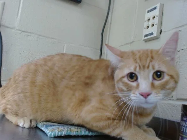 Leo