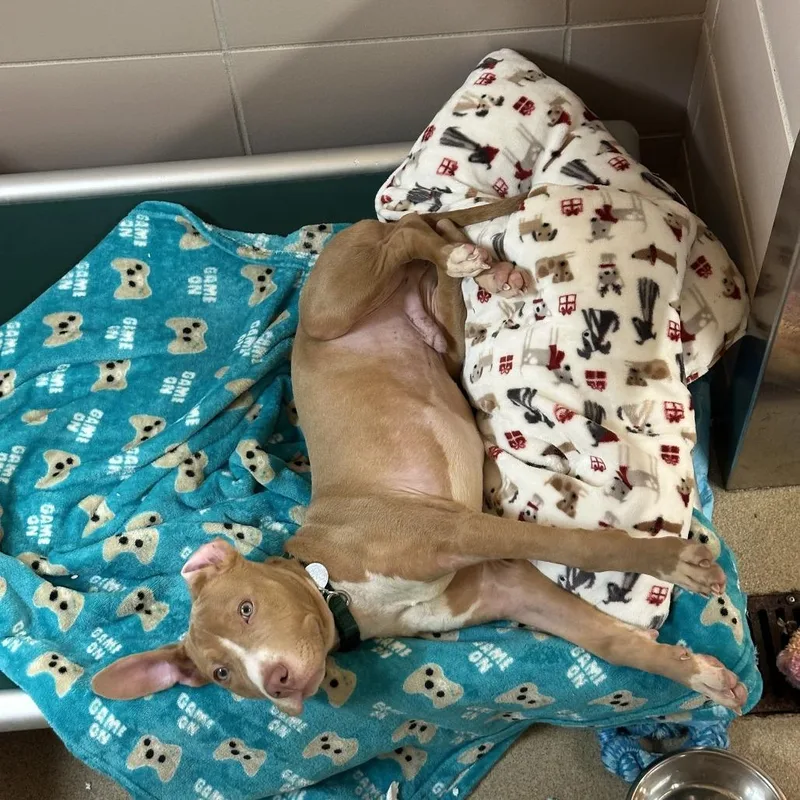 A young small-sized male Yellow / Tan / Blond / Fawn Mixed Breed dog named Scooby for adoption in Waukesha, WI