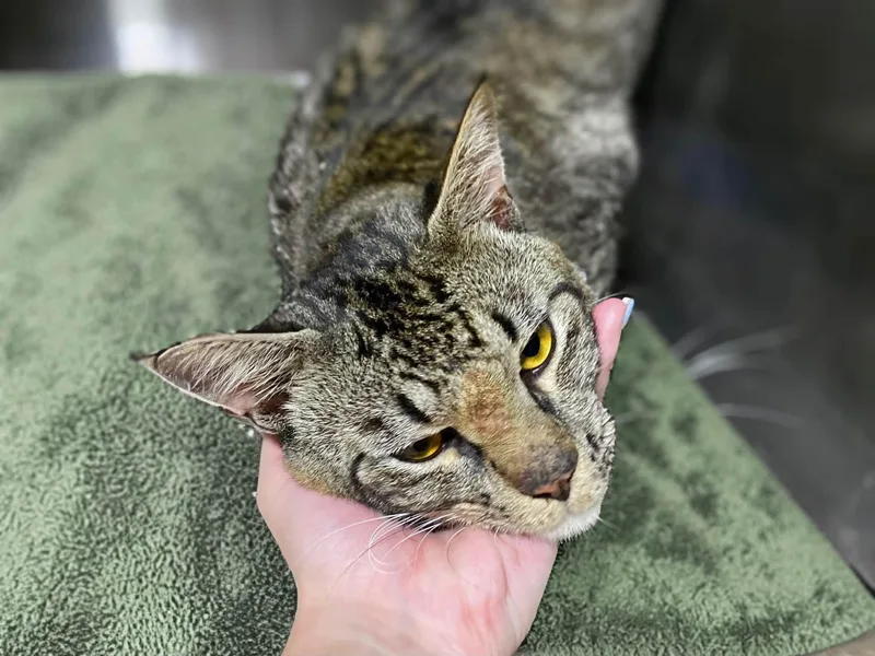 A young medium-sized male Tabby (Brown / Chocolate) Domestic Short Hair cat named Monster for adoption in Graham, WA
