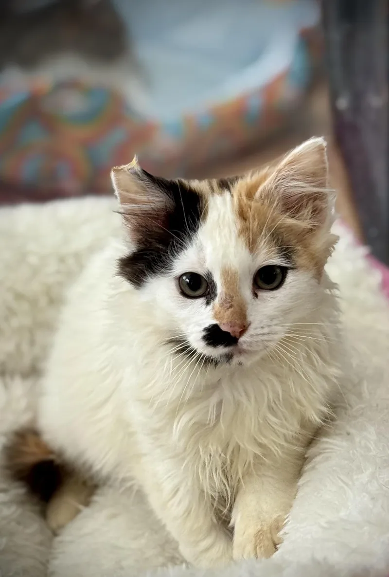 Chicken Little thumbnail 2