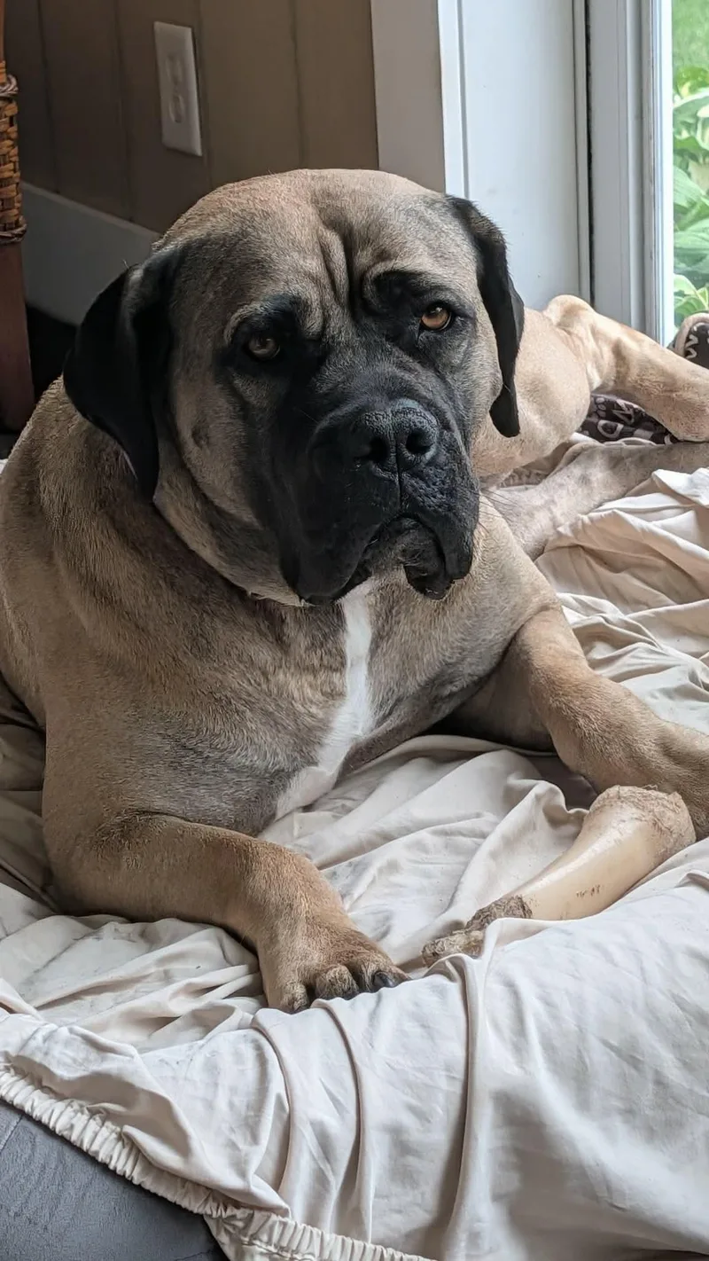 A young extra large-sized female Boerboel dog named Peanut for adoption in Rochester , NY