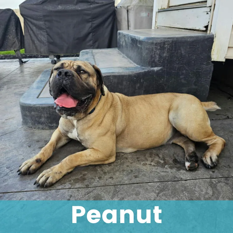 Peanut thumbnail 2