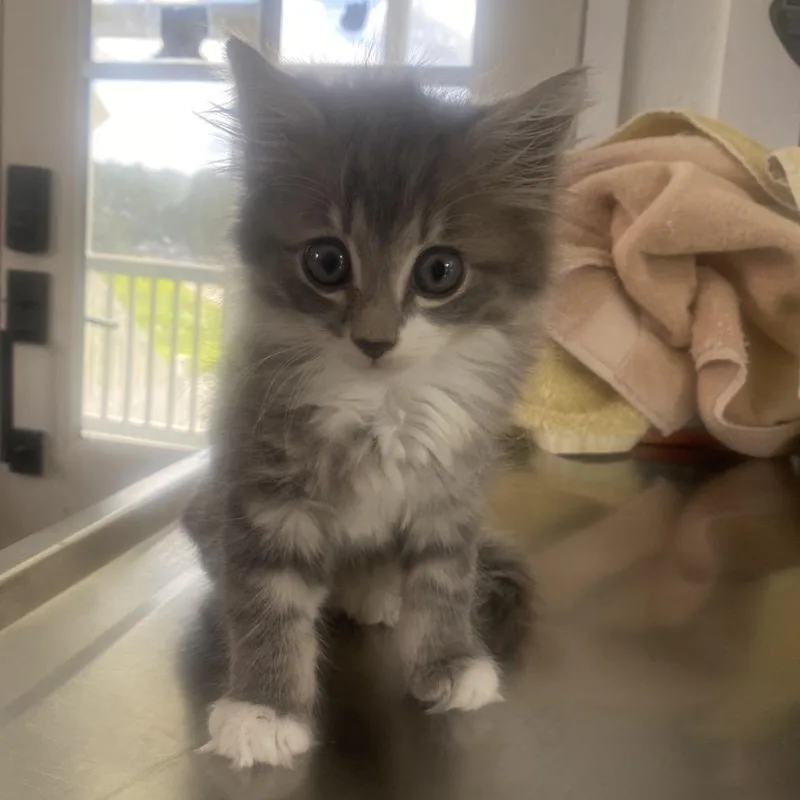 A baby small-sized male Gray / Blue / Silver Domestic Medium Hair cat named Ronald for adoption in Chapel Hill, NC