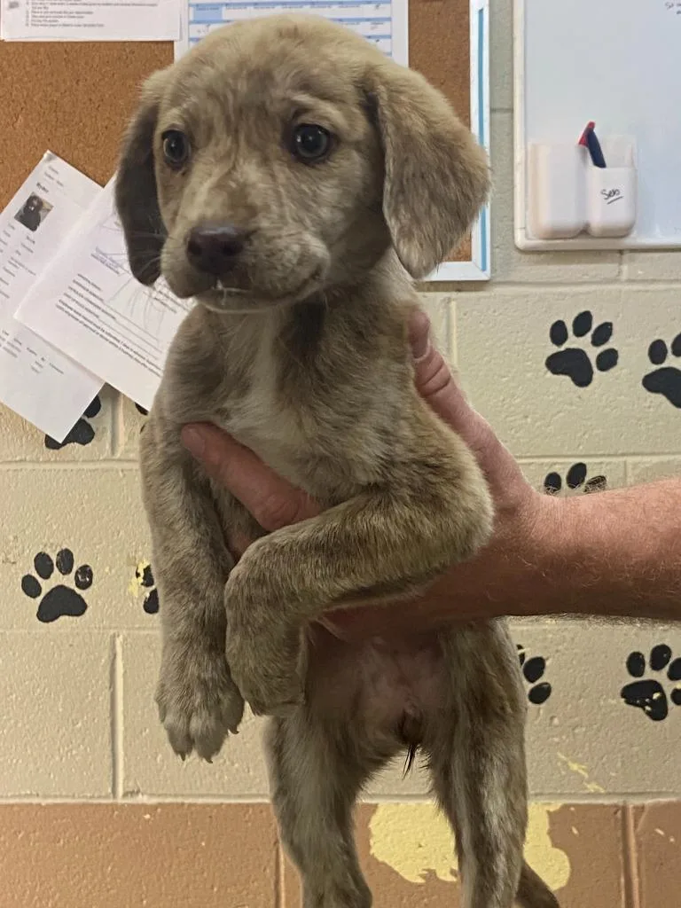 A baby medium-sized female Labrador Retriever dog named Bethany for adoption in Swainsboro, GA
