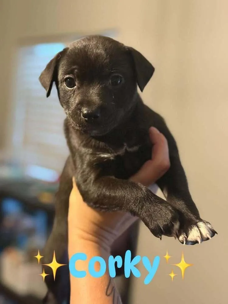 Corky