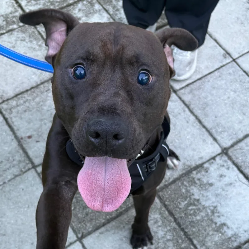 An adult small-sized male Brown / Chocolate Pit Bull Terrier dog named Brownie for adoption in Tampa, FL