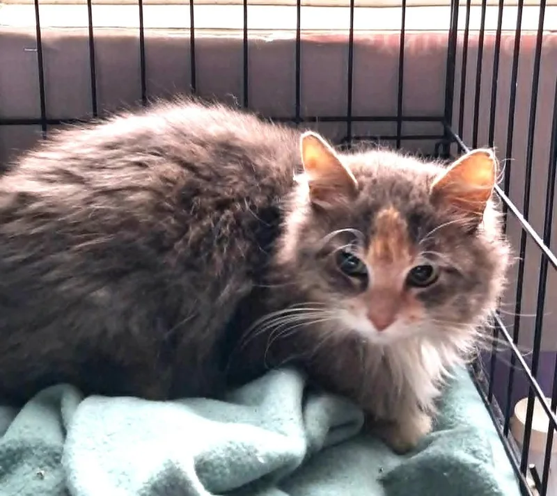 A young medium-sized female Domestic Long Hair cat named Cream Puff for adoption in Ogden, UT