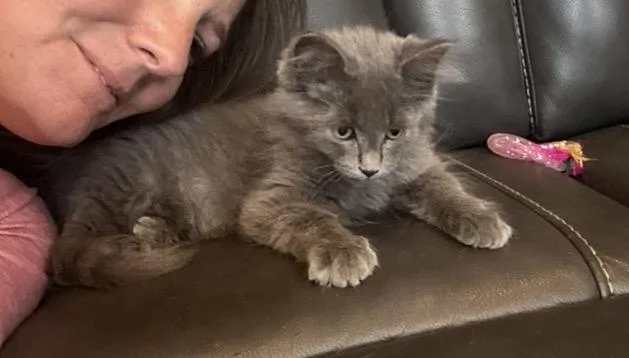 A baby medium-sized male Gray / Blue / Silver Domestic Medium Hair cat named Finn for adoption in Macomb, MI