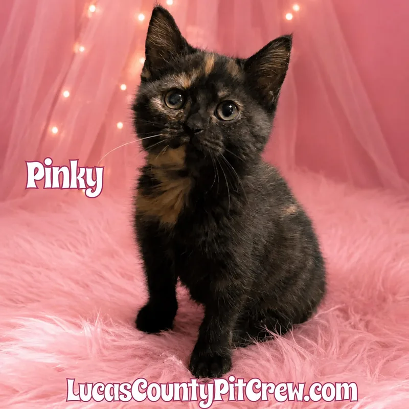 Pinky