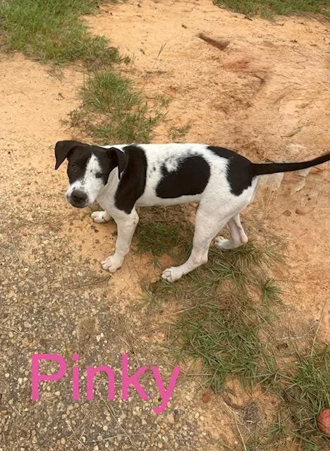 A baby medium-sized female Pointer dog named Pinky for adoption in Zimmerman, MN