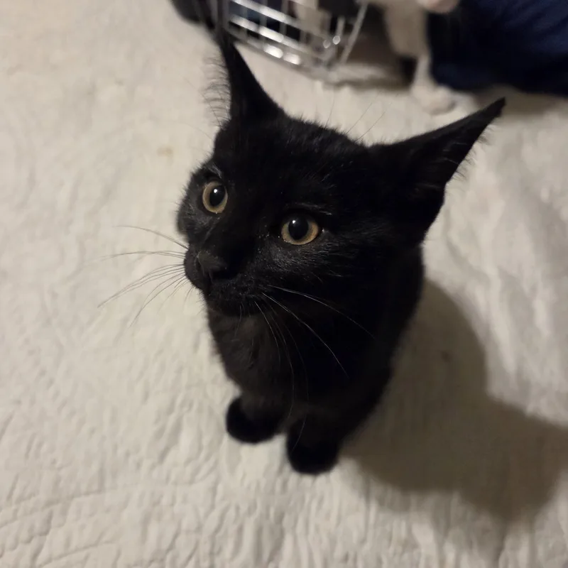 A baby medium-sized male Black Domestic Short Hair cat named Rocky for adoption in Milwaukee, WI