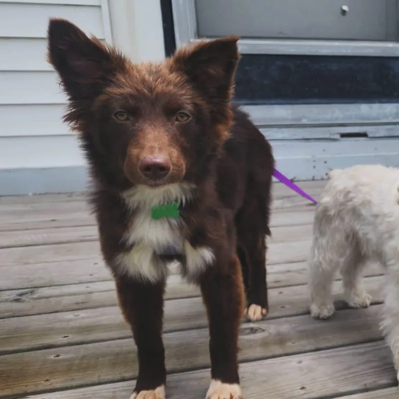 A baby medium-sized female Brown / Chocolate Australian Shepherd dog named Nani for adoption in West Falls, NY