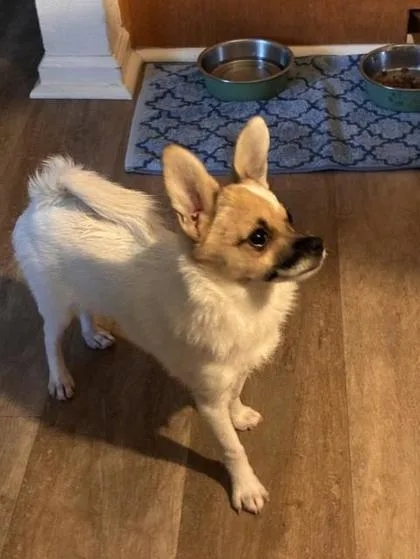 A baby small-sized male Mixed Breed dog named Chunk for adoption in Pleasanton, CA