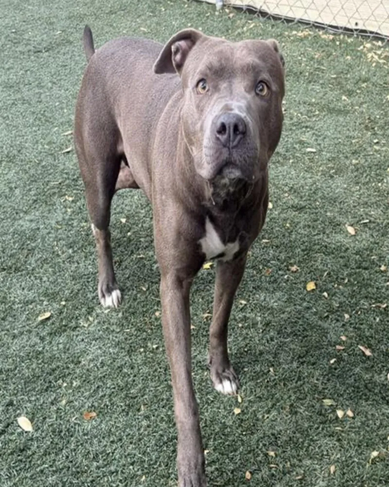 An adult medium-sized female Pit Bull Terrier dog named Nala for adoption in Salinas, CA