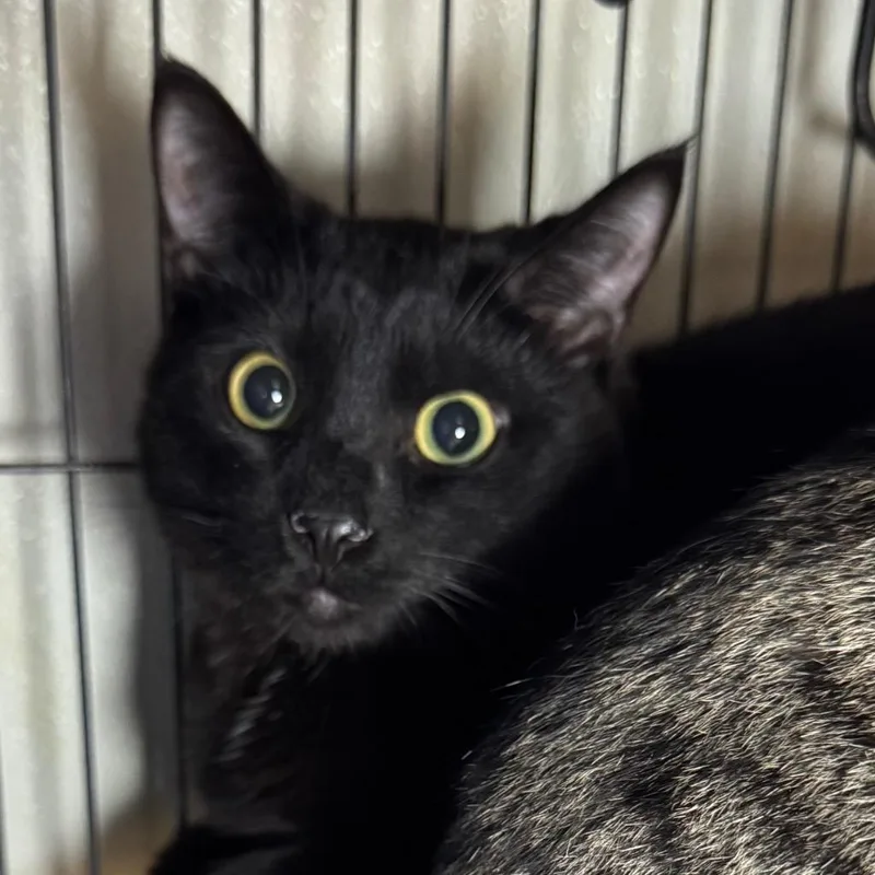 A baby medium-sized male Domestic Short Hair cat named John for adoption in Saginaw, MI