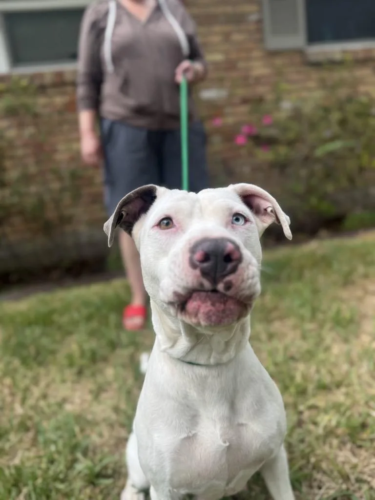 An adult medium-sized female White / Cream American Staffordshire Terrier dog named Gale for adoption in Houston, TX