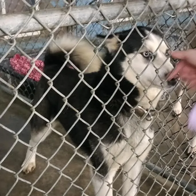 An adult large-sized male Black Siberian Husky dog named Diamond for adoption in Melbourne, KY