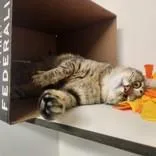 A young medium-sized female Tabby (Buff / Tan / Fawn) Domestic Short Hair cat named Darjeeling for adoption in Hilliard, OH