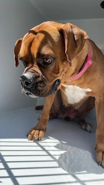 Laila