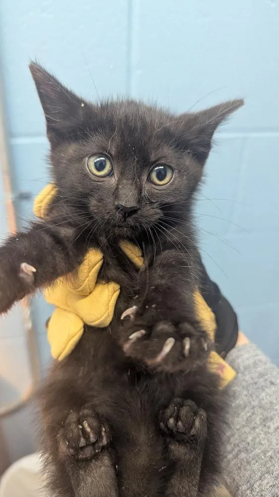 A baby small-sized female Black Domestic Short Hair cat named Hurricane for adoption in Evansville, IN