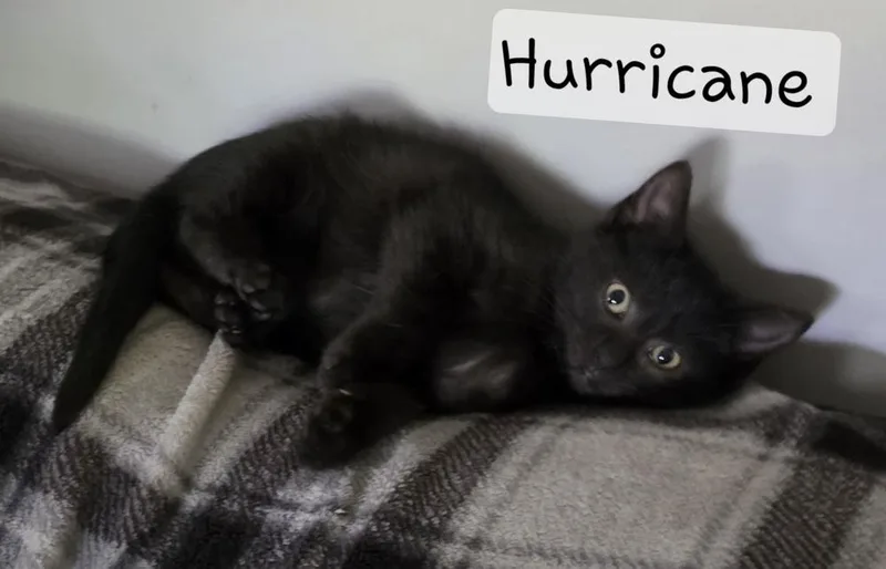 Hurricane thumbnail 2