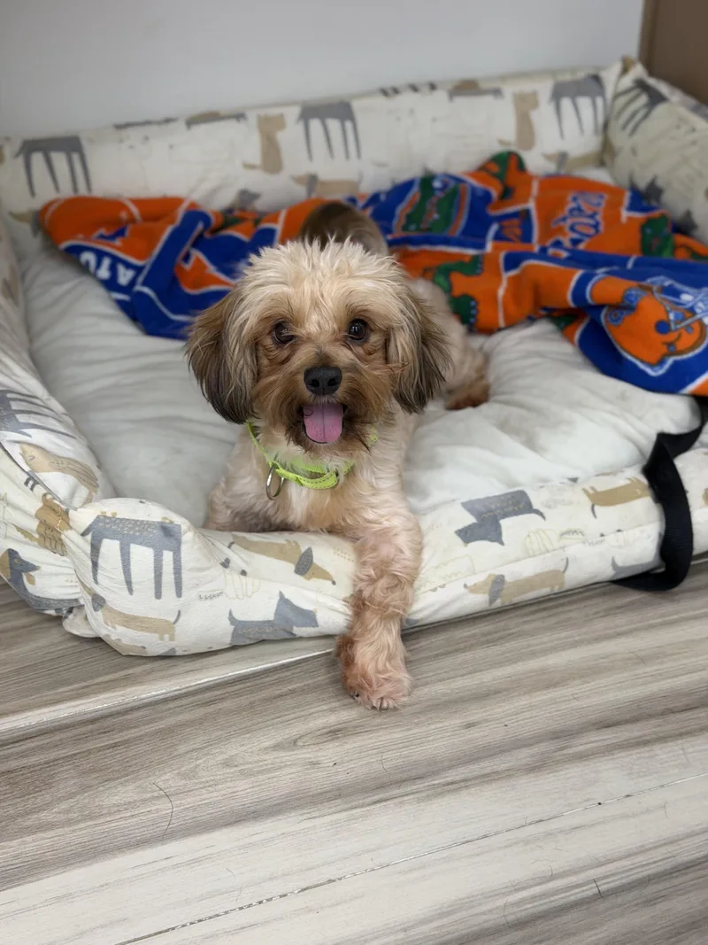 A young small-sized male Yorkshire Terrier dog named Leo for adoption in Palm Coast, FL