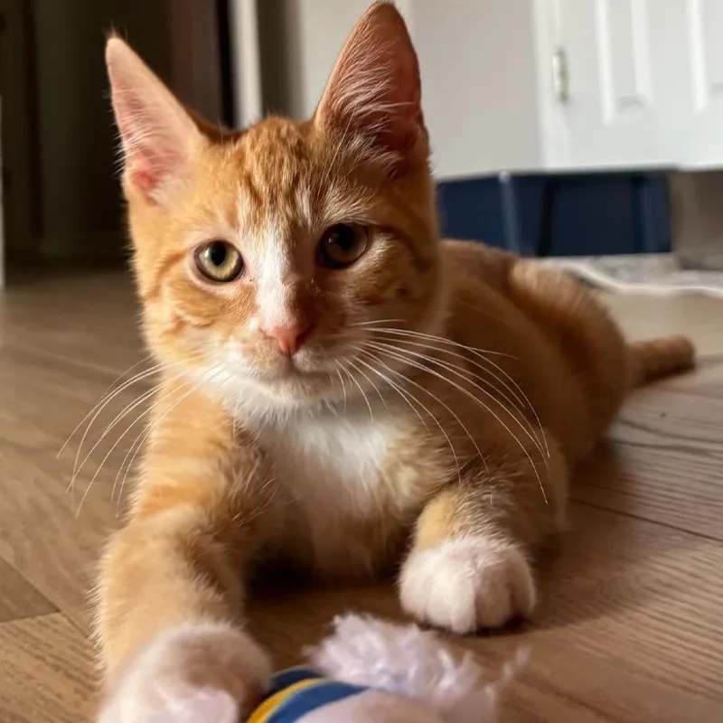 A baby small-sized male Orange / Red Domestic Short Hair cat named Uber Trooper for adoption in Fredericksburg, VA