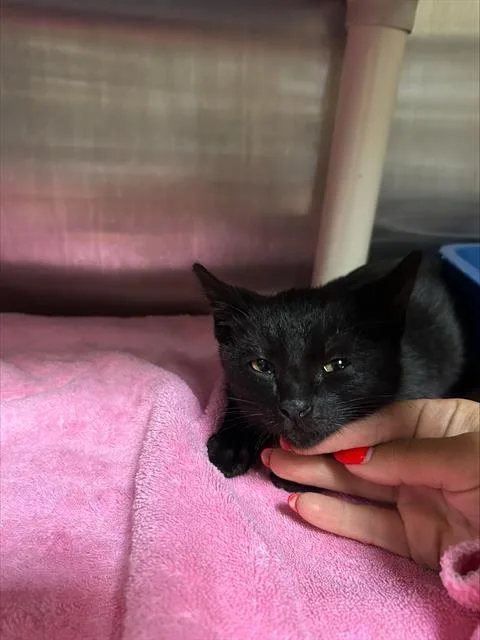 A baby small-sized female Domestic Short Hair cat named A for adoption in Alameda, CA