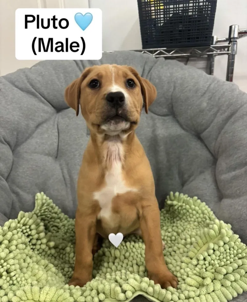 A baby large-sized male Labrador Retriever dog named Pluto for adoption in Crystal Lake, IL