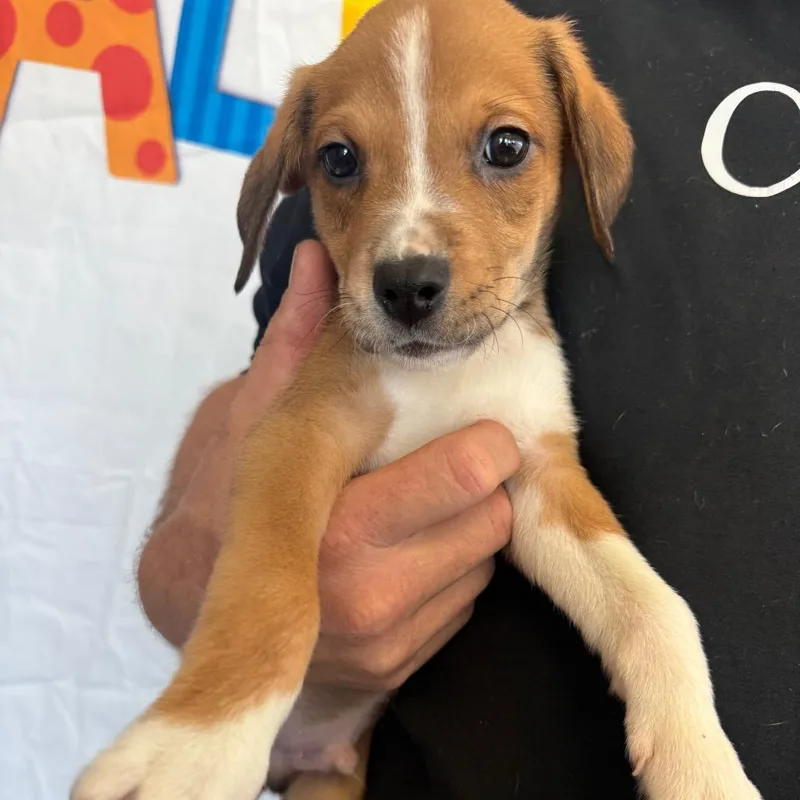 A baby medium-sized male Yellow / Tan / Blond / Fawn Labrador Retriever dog named Willie for adoption in Normal, IL