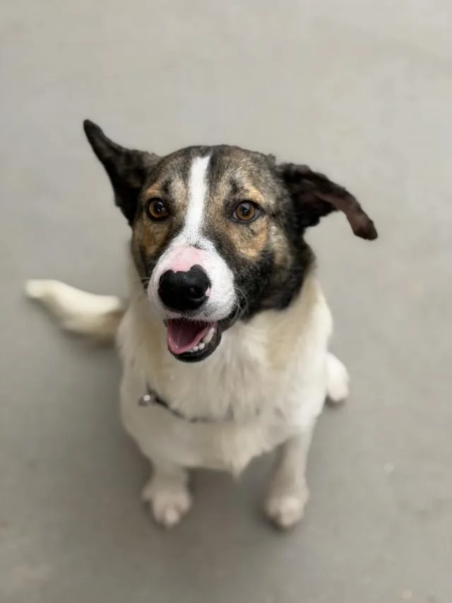 A young medium-sized male Australian Cattle Dog / Blue Heeler dog named Jp for adoption in Santa Barbara, CA