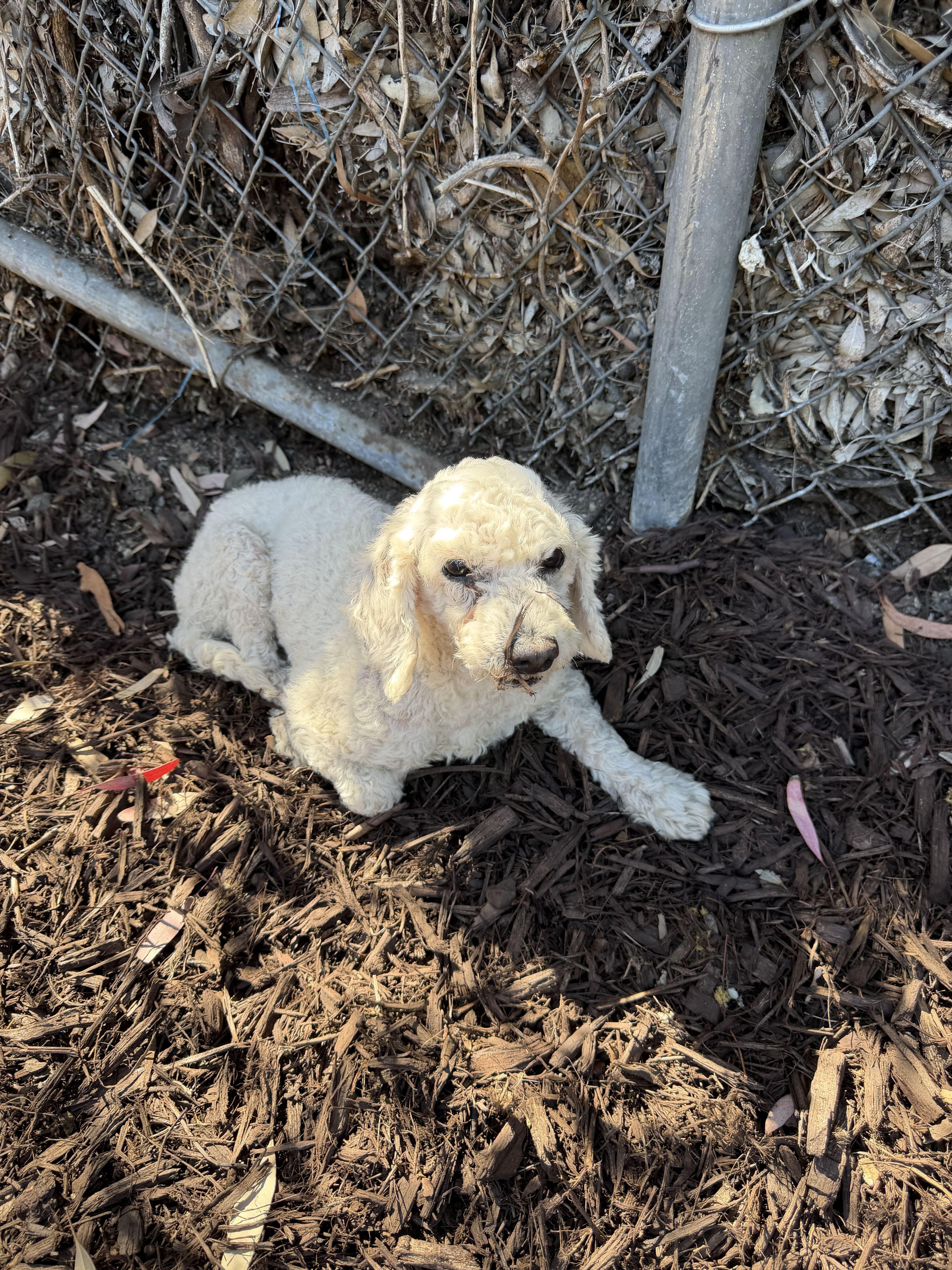 A senior small-sized male Poodle dog named Pony for adoption in Lafayette, CA