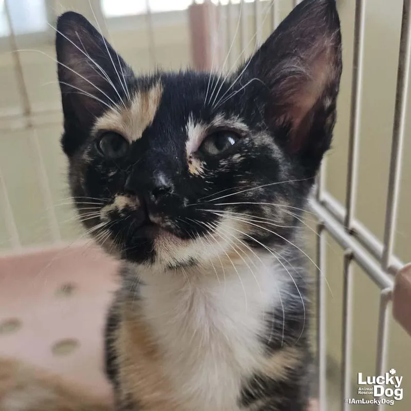 A baby medium-sized female Domestic Short Hair cat named Gex for adoption in Washington, DC