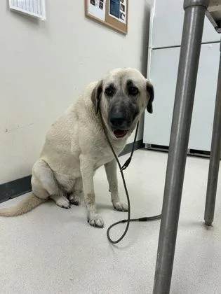 An adult extra large-sized female Anatolian Shepherd dog named Primrose for adoption in Irving, TX