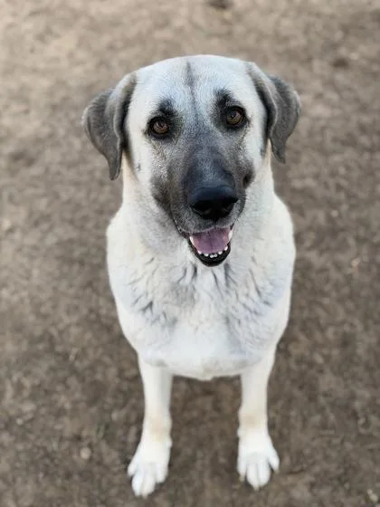 Primrose thumbnail 2