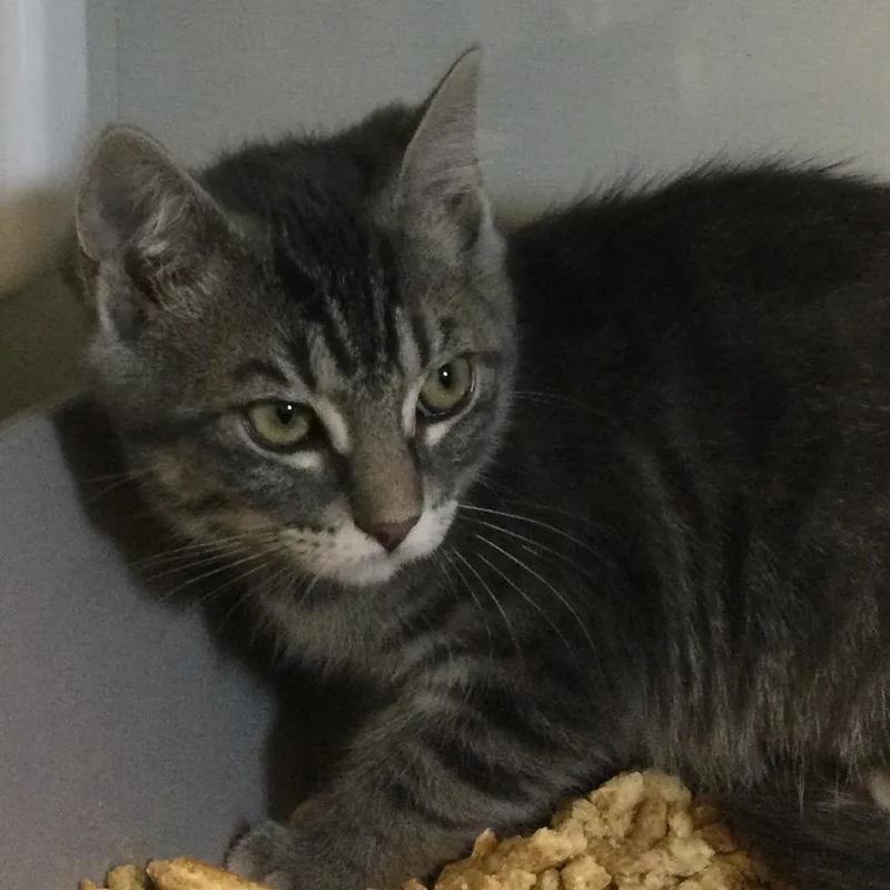 A baby small-sized female Gray / Blue / Silver Domestic Short Hair cat named Thyme for adoption in Redwood City, CA