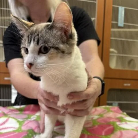 A young medium-sized female Domestic Short Hair cat named Kauai for adoption in Murray, UT