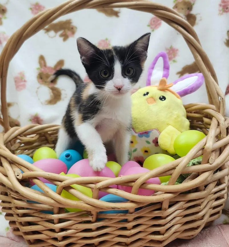 A baby small-sized female Domestic Short Hair cat named Crystal for adoption in Little Rock, AR