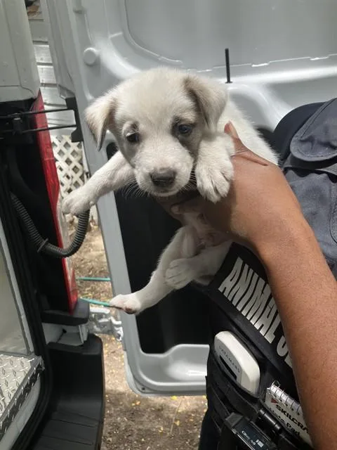A baby small-sized female Mixed Breed dog named Sulki for adoption in Dallas, TX