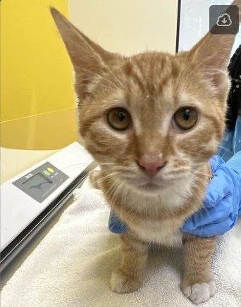A baby small-sized male Domestic Short Hair cat named Tigger for adoption in Raleigh, NC