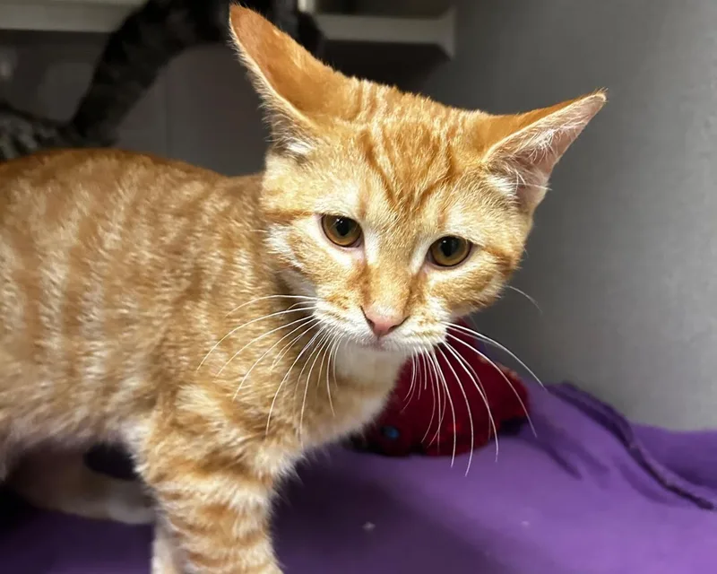 Tigger thumbnail 2