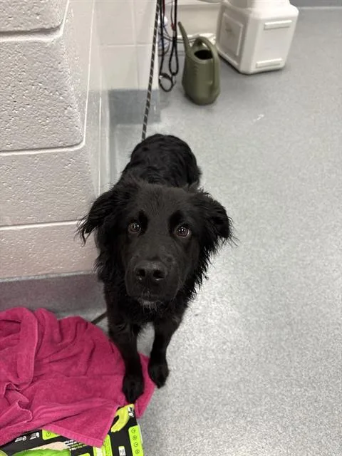 A young small-sized male Australian Shepherd dog named Shadow for adoption in Indianapolis, IN