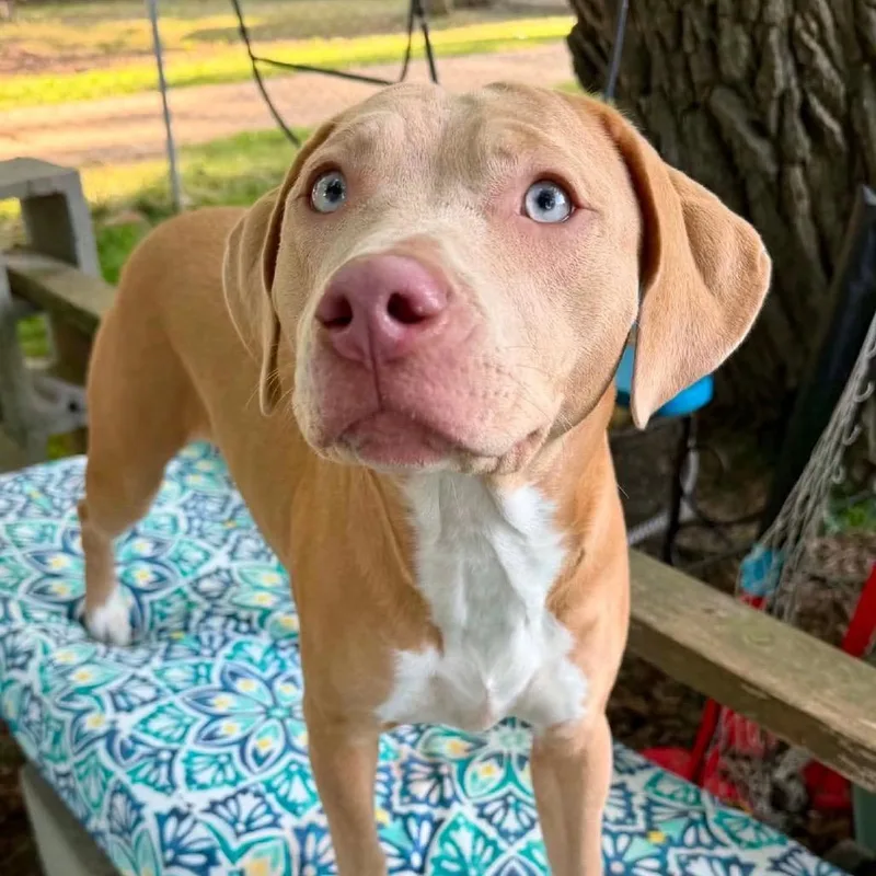 A young medium-sized female Sable Hound dog named Angel for adoption in Metamora, MI