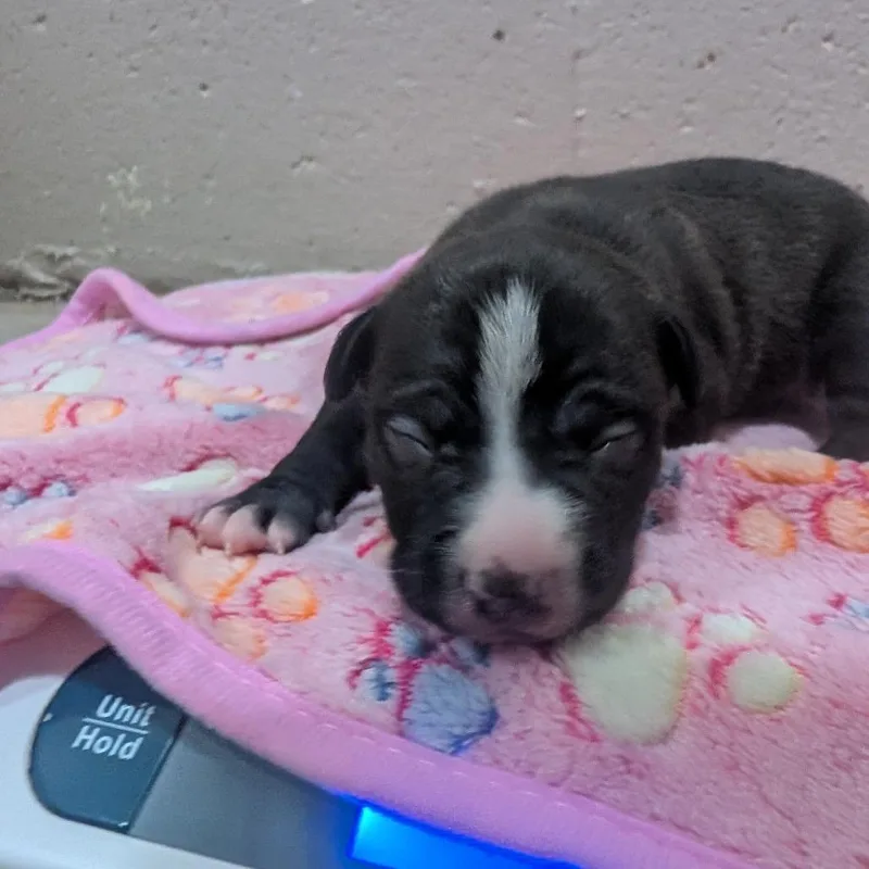 A baby small-sized female Black Terrier dog named Rosita for adoption in Jasper, IN