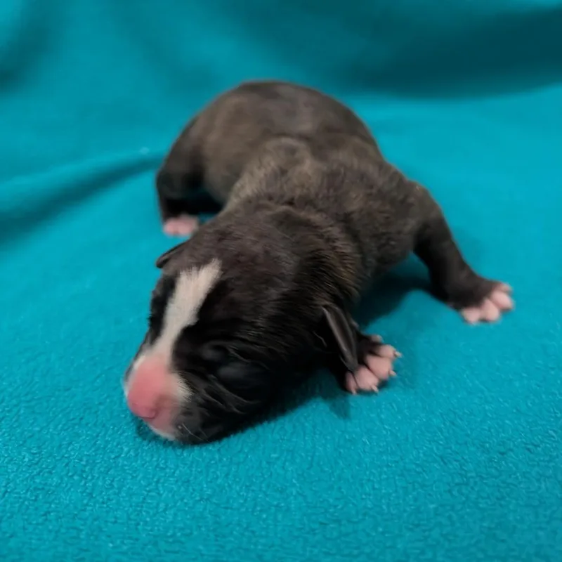 Rosita thumbnail 3