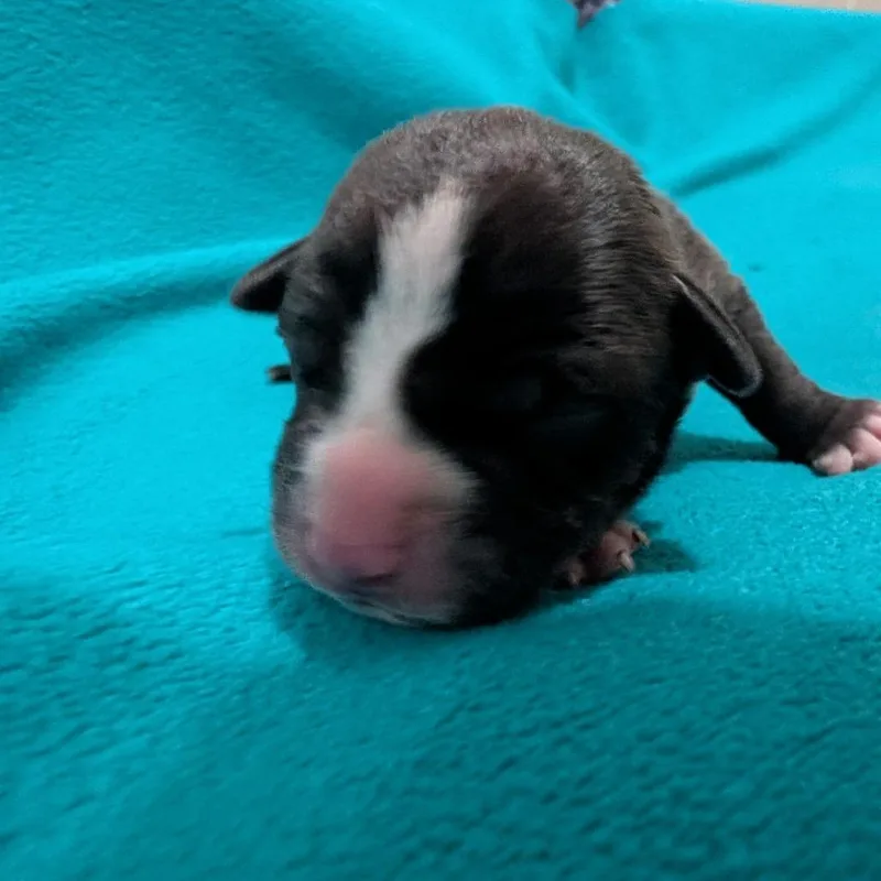Rosita thumbnail 4