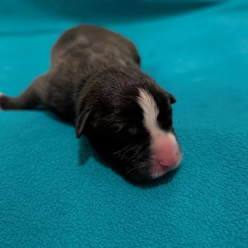 Rosita thumbnail 5