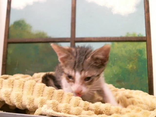 A baby small-sized female Domestic Short Hair cat named Marble for adoption in Houston, TX