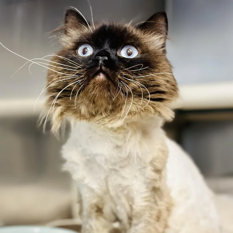 Sir Purr thumbnail 2