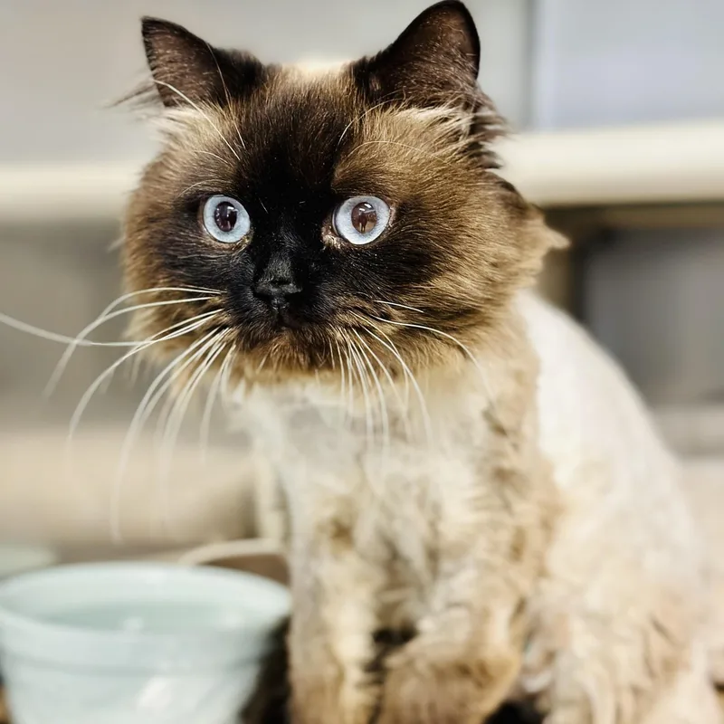 Sir Purr thumbnail 3